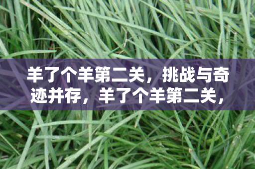 羊了个羊第二关，挑战与奇迹并存，羊了个羊第二关，挑战与奇迹的交织