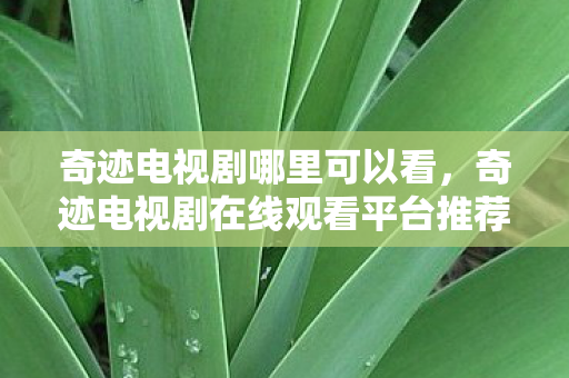 奇迹电视剧在线观看平台推荐图片
