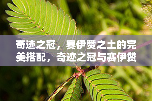 奇迹之冠与赛伊赞之土的完美融合图片