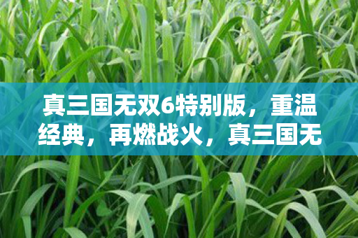 真三国无双6特别版图片