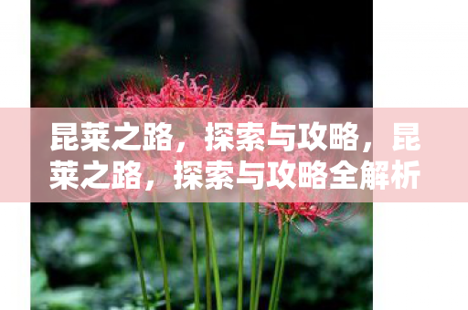 探索与攻略全解析图片