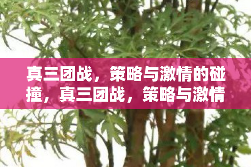 真三团战,策略与激情的碰撞,真三团战,策略与激情的碰撞 真三团战,策略与激情的碰撞,真三团战,策略与激情的碰撞