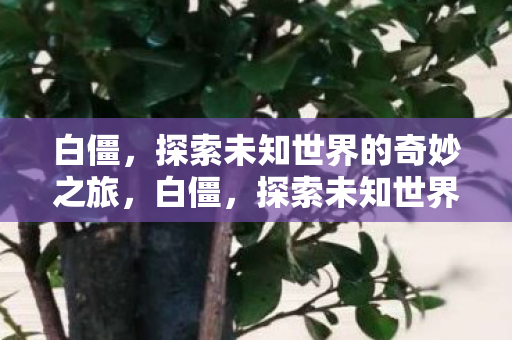 探索未知世界的奇妙之旅图片