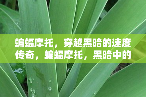 穿越黑暗的速度传奇图片
