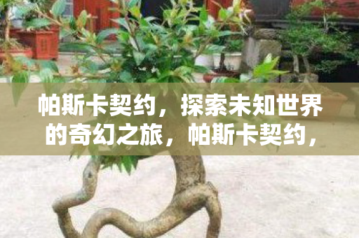 帕斯卡契约，探索未知世界的奇幻之旅，帕斯卡契约，探索未知世界的奇幻之旅