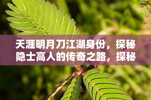 天涯明月刀江湖身份，探秘隐士高人的传奇之路，探秘天涯明月刀江湖中的隐士高人传奇之路
