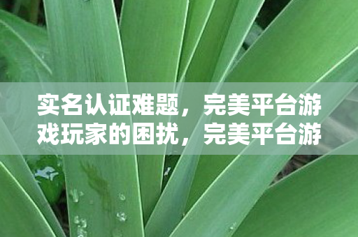 实名认证难题,完美平台游戏玩家的困扰,完美平台游戏实名认证难题困扰玩家 实名认证难题,完美平台游戏玩家的困扰,完美平台游戏实名认证难题困扰玩家