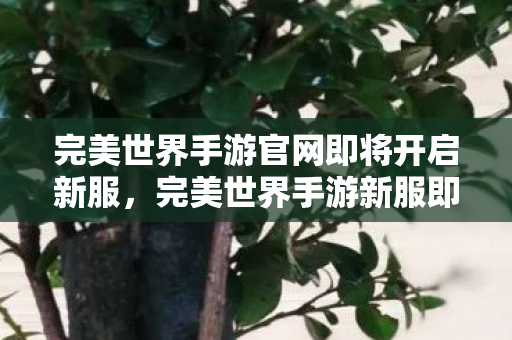 完美世界手游官网即将开启新服,完美世界手游新服即将开启,玩家期待满满 完美世界手游官网即将开启新服,完美世界手游新服即将开启,玩家期待满满