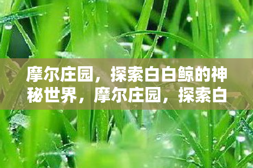 摩尔庄园,探索白白鲸的神秘世界,摩尔庄园,探索白白鲸的神秘世界 摩尔庄园,探索白白鲸的神秘世界,摩尔庄园,探索白白鲸的神秘世界