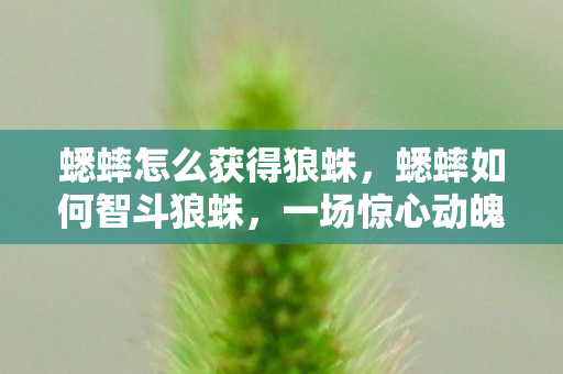 蟋蟀怎么获得狼蛛,蟋蟀如何智斗狼蛛,一场惊心动魄的较量 蟋蟀怎么获得狼蛛,蟋蟀如何智斗狼蛛,一场惊心动魄的较量