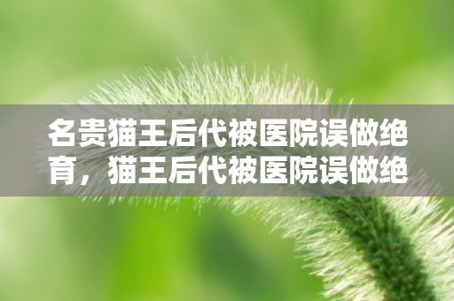 名贵猫王后代被医院误做绝育图片