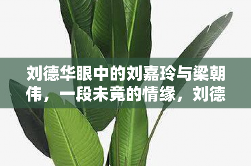 刘德华眼中的刘嘉玲与梁朝伟图片