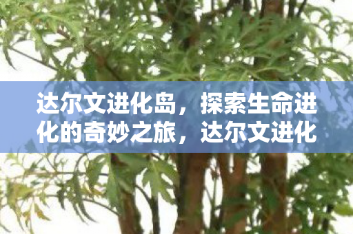 达尔文进化岛，探索生命进化的奇妙之旅，达尔文进化岛，生命进化的奇妙之旅