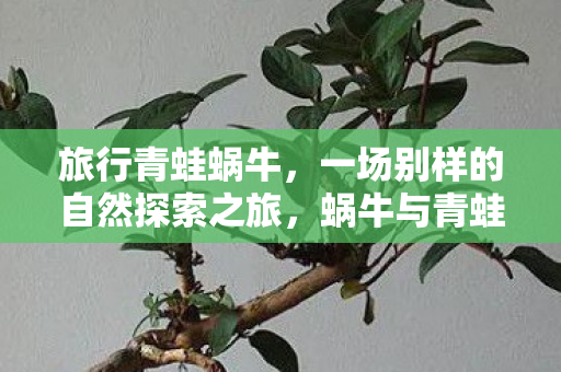 蜗牛与青蛙的奇妙自然探索之旅图片