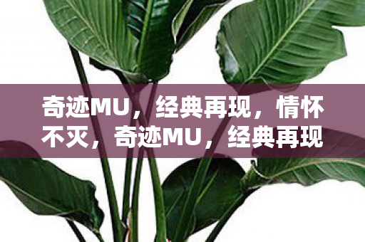 奇迹MU图片