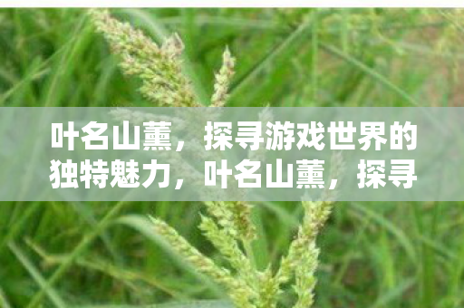 探寻游戏世界的独特魅力图片