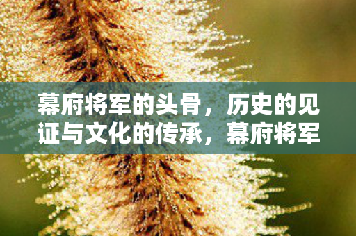 幕府将军的头骨,历史的见证与文化的传承,幕府将军头骨,历史的见证与文化的传承 幕府将军的头骨,历史的见证与文化的传承,幕府将军头骨,历史的见证与文化的传承