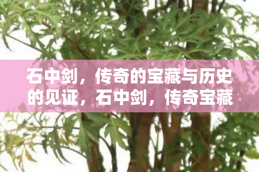 传奇的宝藏与历史的见证图片