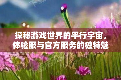 体验服与官方服务的独特魅力图片