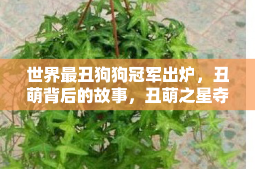 世界最丑狗狗背后的温馨故事图片