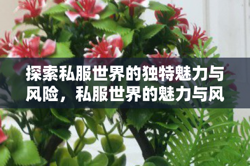 探索私服世界的独特魅力与风险图片