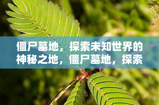 僵尸墓地,探索未知世界的神秘之地,僵尸墓地,探索未知世界的神秘之地 僵尸墓地,探索未知世界的神秘之地,僵尸墓地,探索未知世界的神秘之地