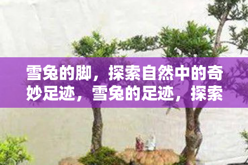 探索自然中的奇妙足迹图片