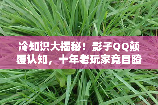 冷知识大揭秘!影子QQ颠覆认知,十年老玩家竟目瞪口呆! 冷知识大揭秘!影子QQ颠覆认知,十年老玩家竟目瞪口呆!