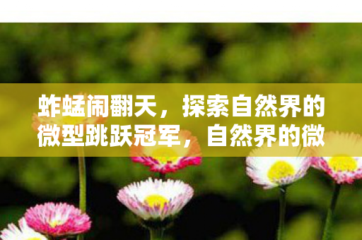 探索自然界的微型跳跃冠军图片