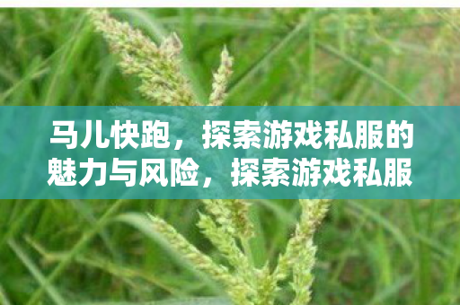 探索游戏私服的魅力与风险图片