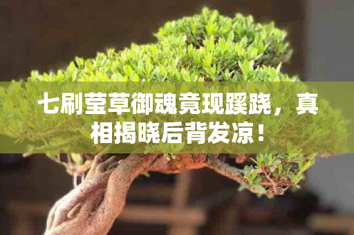 七刷莹草御魂竟现蹊跷,真相揭晓后背发凉! 七刷莹草御魂竟现蹊跷,真相揭晓后背发凉!