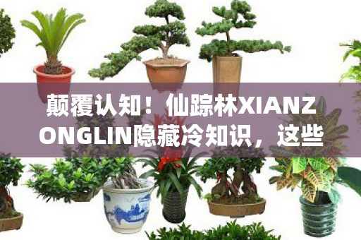 颠覆认知!仙踪林XIANZONGLIN隐藏冷知识,这些设计让你目瞪口呆 颠覆认知!仙踪林XIANZONGLIN隐藏冷知识,这些设计让你目瞪口呆
