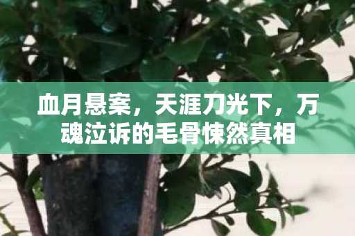 血月悬案,天涯刀光下,万魂泣诉的毛骨悚然真相 血月悬案,天涯刀光下,万魂泣诉的毛骨悚然真相