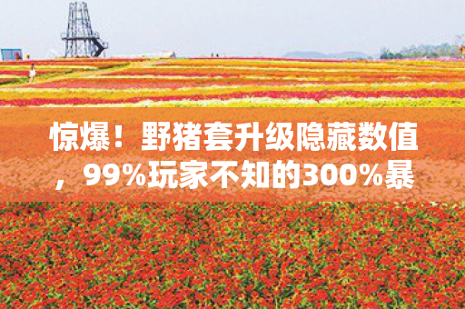 惊爆!野猪套升级隐藏数值,99%玩家不知的300%暴击率陷阱 惊爆!野猪套升级隐藏数值,99%玩家不知的300%暴击率陷阱