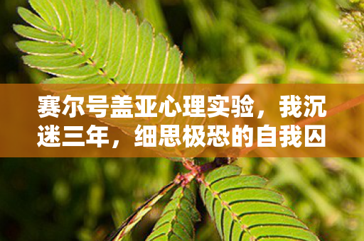 赛尔号盖亚心理实验，我沉迷三年，细思极恐的自我囚禁