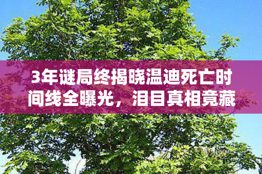 3年谜局终揭晓温迪死亡时间线全曝光，泪目真相竟藏在这串代码里