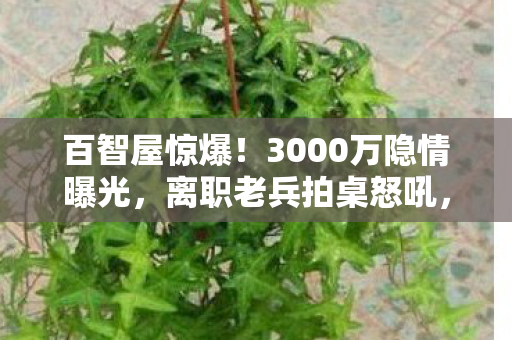 百智屋惊爆!3000万隐情曝光,离职老兵拍桌怒吼,这方案能吓死人! 百智屋惊爆!3000万隐情曝光,离职老兵拍桌怒吼,这方案能吓死人!