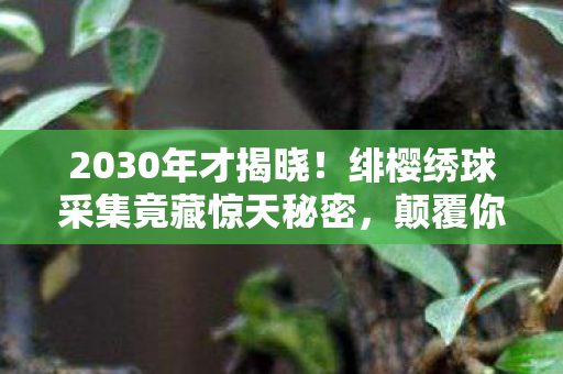 2030年才揭晓!绯樱绣球采集竟藏惊天秘密,颠覆你的认知! 2030年才揭晓!绯樱绣球采集竟藏惊天秘密,颠覆你的认知!