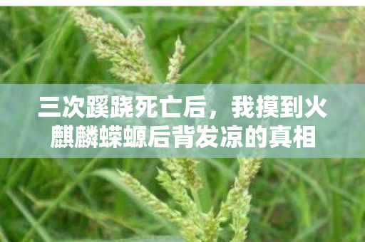 三次蹊跷死亡后,我摸到火麒麟蝾螈后背发凉的真相 三次蹊跷死亡后,我摸到火麒麟蝾螈后背发凉的真相