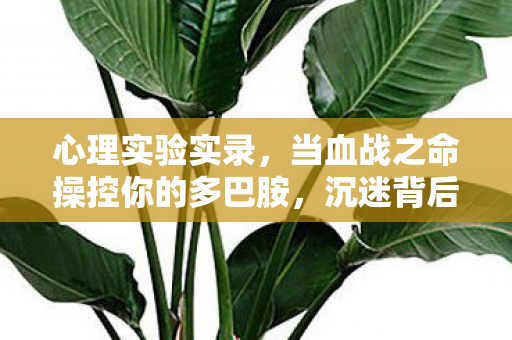 心理实验实录,当血战之命操控你的多巴胺,沉迷背后细思极恐 心理实验实录,当血战之命操控你的多巴胺,沉迷背后细思极恐