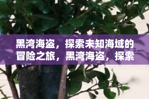 黑湾海盗,探索未知海域的冒险之旅,黑湾海盗,探索未知海域的惊险之旅 黑湾海盗,探索未知海域的冒险之旅,黑湾海盗,探索未知海域的惊险之旅