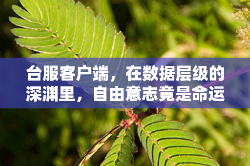 台服客户端，在数据层级的深渊里，自由意志竟是命运最精妙的悖论？