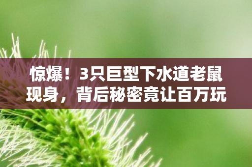 惊爆!3只巨型下水道老鼠现身,背后秘密竟让百万玩家集体破防? 惊爆!3只巨型下水道老鼠现身,背后秘密竟让百万玩家集体破防?