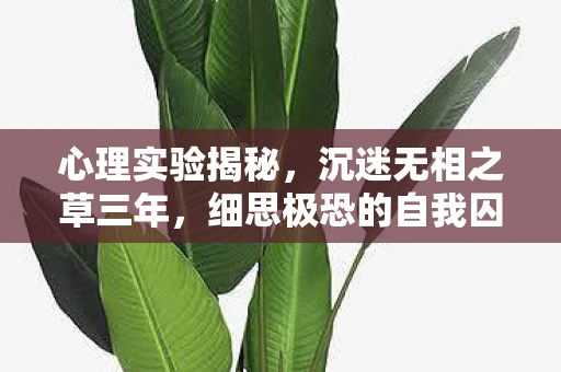 心理实验揭秘,沉迷无相之草三年,细思极恐的自我囚禁 心理实验揭秘,沉迷无相之草三年,细思极恐的自我囚禁