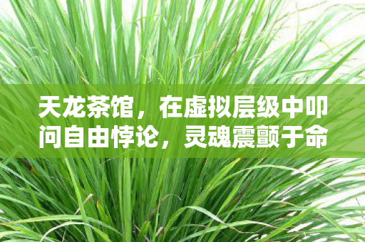 在虚拟层级中叩问自由悖论图片