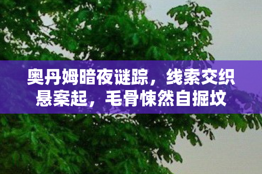 奥丹姆暗夜谜踪图片