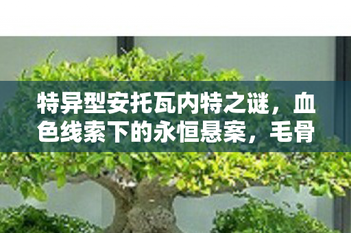 特异型安托瓦内特之谜图片