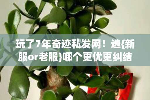 玩了7年奇迹私发网图片