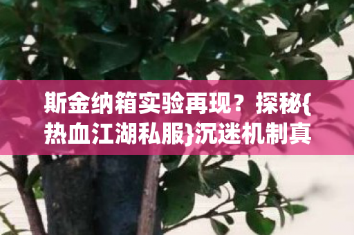 斯金纳箱实验再现?探秘{热血江湖私服}沉迷机制真相 斯金纳箱实验再现?探秘{热血江湖私服}沉迷机制真相
