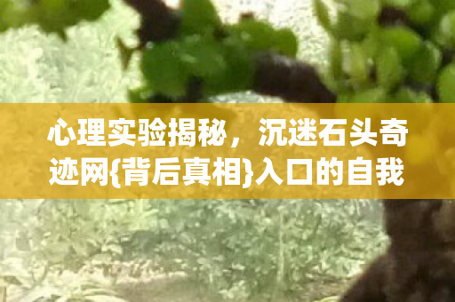 沉迷石头奇迹网图片